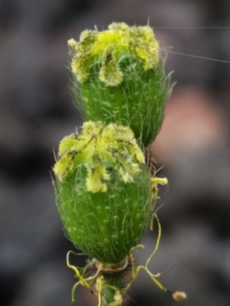 Мак голостебельный, или мак исландский микс (лат. Papaver nudicaule L.), 600 штук 