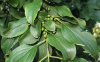 Крушина даурская (лат. Rhamnus dahurica), семена