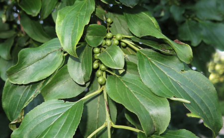 Крушина даурская (лат. Rhamnus dahurica), семена