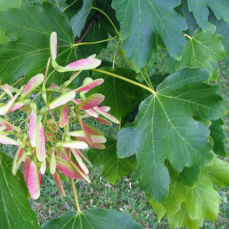 Клен величественный (лат. Acer velutinum), семена