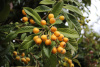 Мушмула японская (лат. Eriobotrya japonica), семена