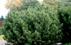 Сосна горная (лат. Pinus mugo), семена