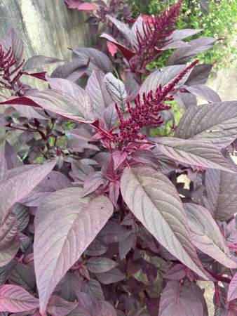 Амарант красный (лат. Amaranthus cruentus), 700 шт