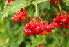 Калина обыкновенная (лат. Viburnum opulus), семена