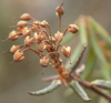 Рододендрон войлочный, или болотный (лат. Rhododendron tomentosum), семена 0,05 грамм
