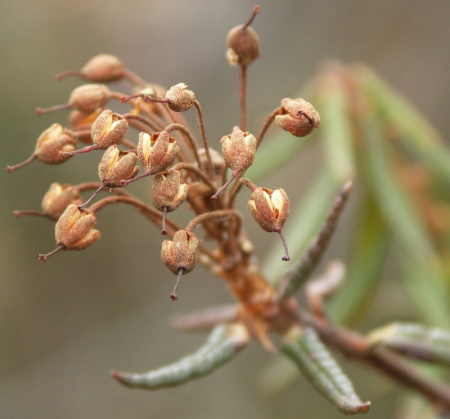 Рододендрон войлочный, или болотный (лат. Rhododendron tomentosum), семена 0,05 грамм