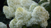 Гортензия метельчатая Полярный медведь (лат. Hydrangea paniculata 'Polar Bear') С3, саженец