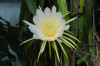Питахайя Драконий фрукт (лат. Hylocereus undatus), саженцы, 3 шт