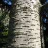 Пихта Семенова (лат. Abies semenovii), семена 