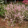 Вишня железистая (лат. Prunus glandulosa), семена