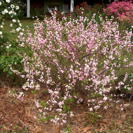 Вишня железистая (лат. Prunus glandulosa), семена