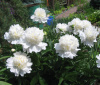 Пион молочноцветковый 'A la Mode' (лат. Paeonia lactiflora 'A la Mode'), семена