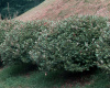 Лох Эббинге (лат. Elaeagnus × ebbingei), семена