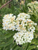 Бузина травянистая (лат. Sambucus ebulus), в ягодах