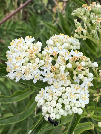 Бузина травянистая (лат. Sambucus ebulus), в ягодах