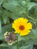 Календула лекарственная многолетняя (лат. Calendula officinalis), семена 50 шт