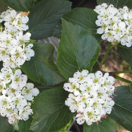 Боярышник сливолистный (лат. Crataegus prunifolia), семена