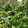 Падуб колхидский (лат. Ilex colchica), семена
