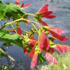 Клен татарский Хот Вингс (лат. Acer tataricum 'Hot Wings'), семена
