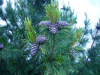 Сосна кедровая сибирская, или Сибирский кедр  (лат. Pinus sibirica), семена