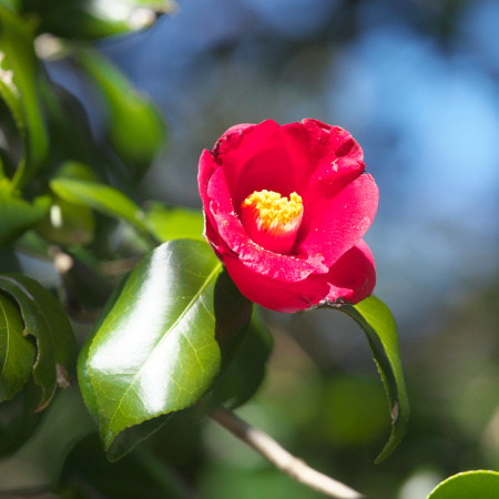 Камелия японская (лат. Camellia japonica), семена