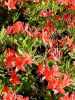 Рододендрон японский (лат. Rhododendron japonicum), семена 0,05 грамма