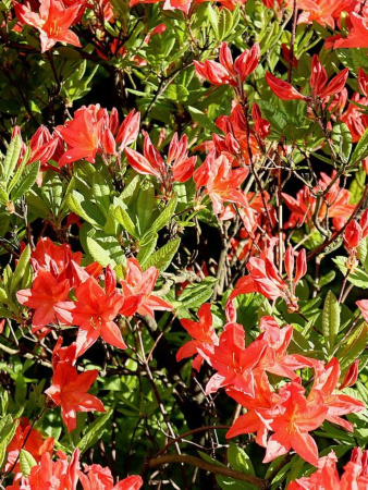 Рододендрон японский (лат. Rhododendron japonicum), семена 0,05 грамма