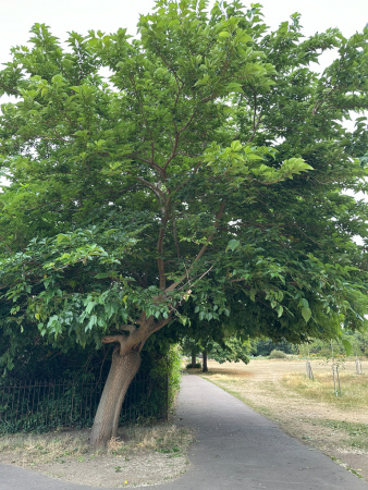 Шелковица черная (лат. Morus nigra), семена