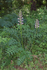 Акант обыкновенный (лат. Acanthus mollis), семена