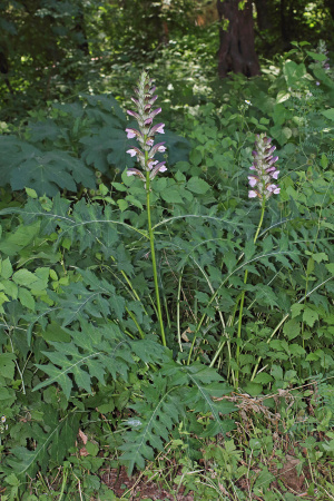 Акант обыкновенный (лат. Acanthus mollis), семена
