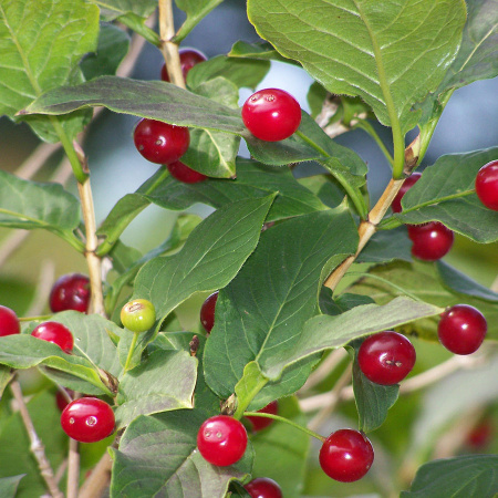 Жимолость альпийская (лат. Lonicera alpigena L.), семена