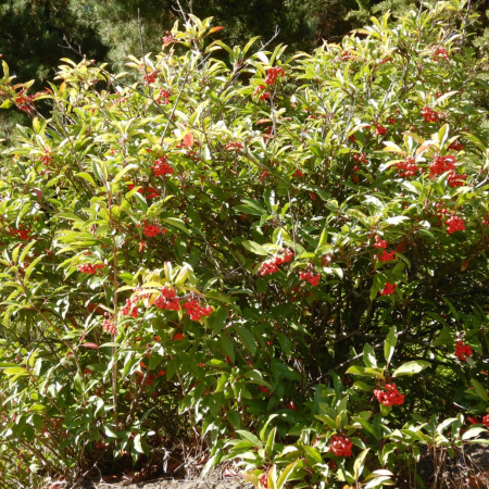Фотиния Давида (лат. Photinia davidiana), семена