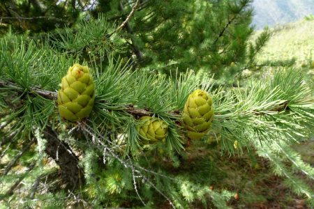 Лиственница сибирская (лат. Lаrix sibirica), семена