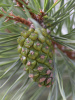 Сосна обыкновенная (лат. Pinus sylvestris), саженец, 1 шт
