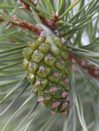 Сосна обыкновенная (лат. Pinus sylvestris), саженец, 1 шт