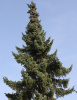 Ель сербская (лат. Picea omorika), семена