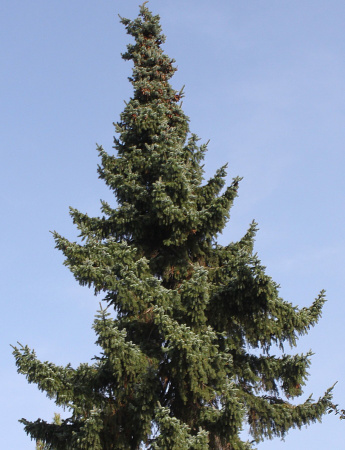 Ель сербская (лат. Picea omorika), семена