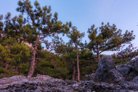 Сосна крымская, или Сосна Палласа 'Nigra' (лат. Pinus nigra subsp. pallasiana 'Nigra'), семена