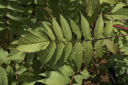 Спирея рябинолистная, или рябинник рябинолистный (лат. Sorbaria sorbifolia) , семена