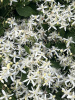 Клематис трехцветковый (лат. Clematis terniflora), семена 
