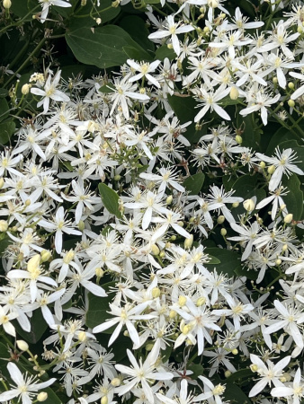 Клематис трехцветковый (лат. Clematis terniflora), семена 