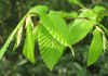 Граб обыкновенный (лат. Carpinus betulus), семена