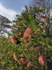 Пузырник древовидный (лат. Colutea arborescens), семена