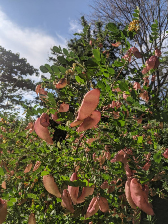 Пузырник древовидный (лат. Colutea arborescens), семена