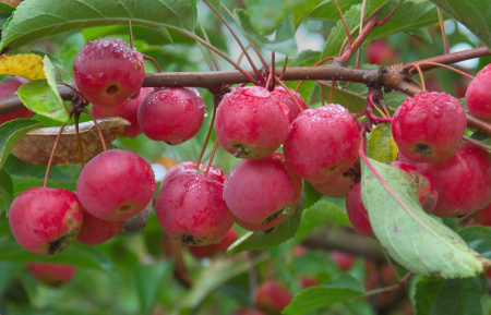 Яблоня Ранетка пурпуровая (лат. Malus baccata х Malus prunifolia), семена