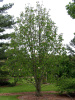 Магнолия лекарственная (лат. Magnolia officinalis), семена 