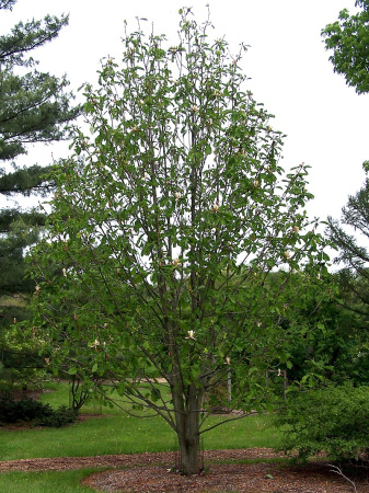 Магнолия лекарственная (лат. Magnolia officinalis), семена 