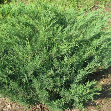 Можжевельник ложноказацкий (лат. Juniperus pseudosabina), семена