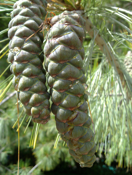 Сосна гималайская, или Сосна Валлиха (лат. Pinus wallichiana), семена