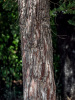 Можжевельник китайский (лат. Juniperus chinensis), семена